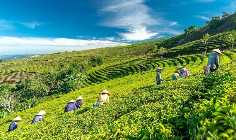 ĐÀ LẠT – ĐỒI CHÈ CẦU ĐẤT-min