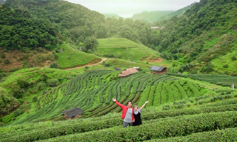 Đồi chè Mộc Sương-min