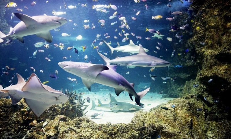 SEA LIFE SYDNEY AQUARIUM-min