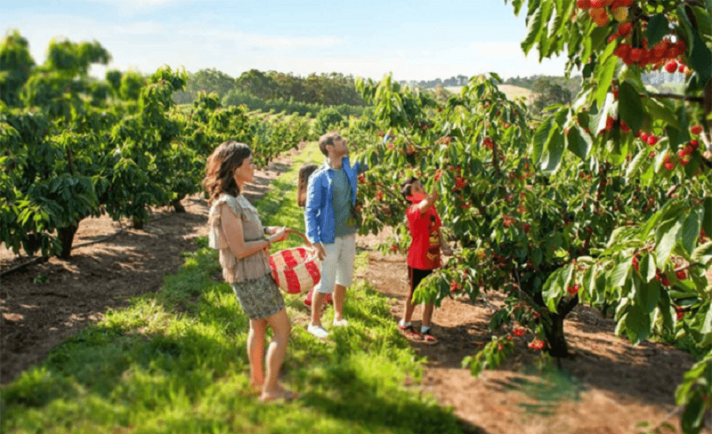 Vườn trái cây Naturipe fruit tại Bacchus Marsh-min